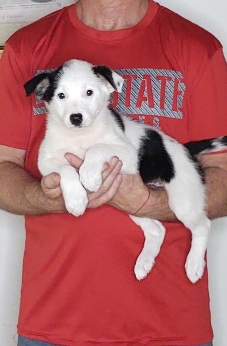 Cricket, an 8-week-old female Border Collie mix