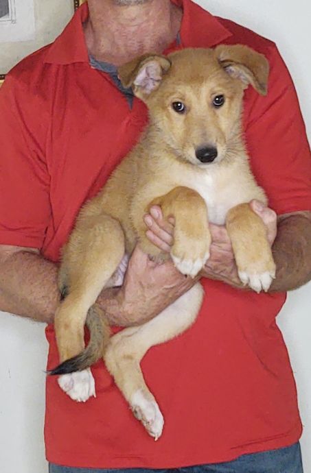 Cinnamon