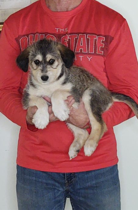 Gracie