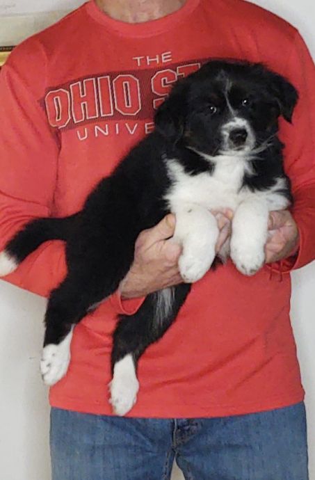 Jake, a 9-week-old male Australian Shepherd / Border Collie mix.