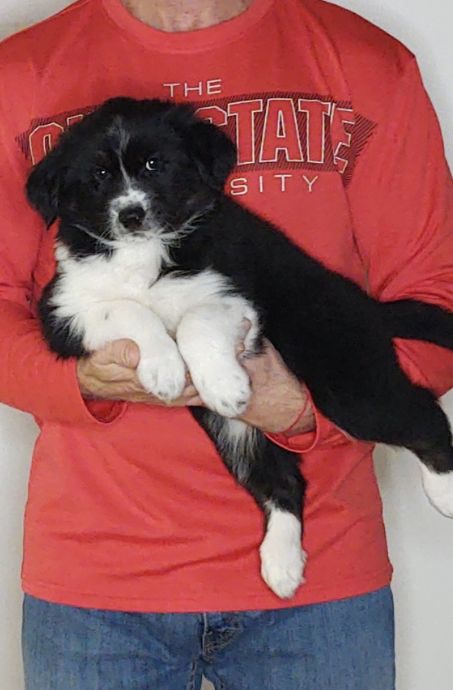 Jake, a 9-week-old male Australian Shepherd / Border Collie mix.