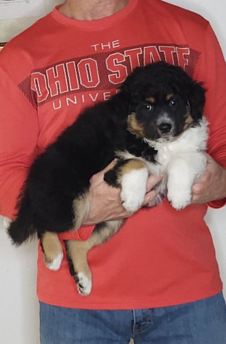 Sweetie, a 9-week-old female Australian Shepherd / Border Collie mix.