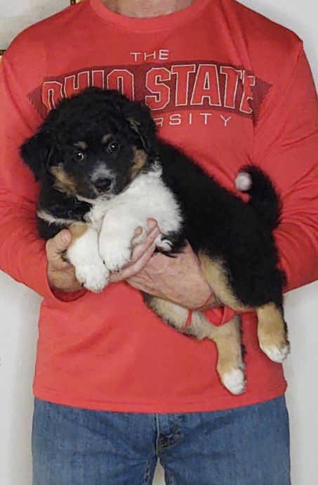 Sweetie, a 9-week-old female Australian Shepherd / Border Collie mix.