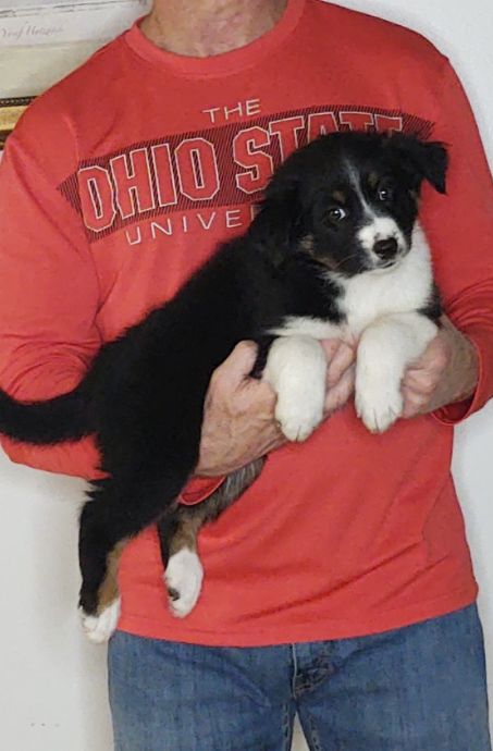 Zoey, a 9-week-old female Australian Shepherd / Border Collie mix.