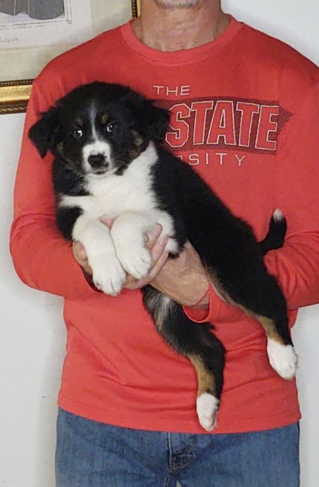 Zoey, a 9-week-old female Australian Shepherd / Border Collie mix.