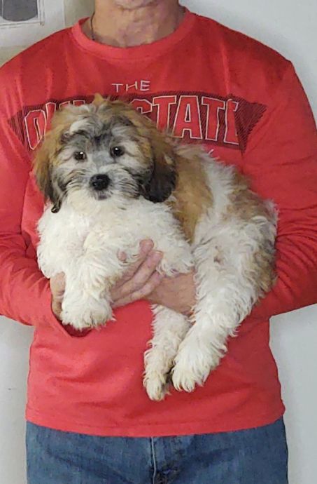 Andre, a 12-week-old male Teddy Bear (Shih Tzu Bichon)