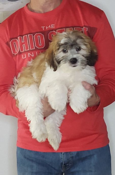 Andre, a 12-week-old male Teddy Bear (Shih Tzu Bichon)