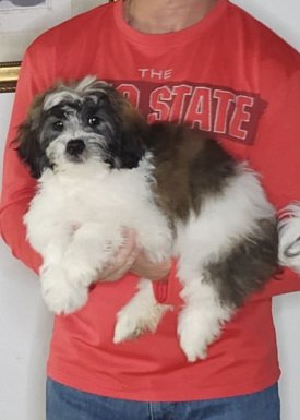 Apollo, a 12-week-old male Teddy Bear (Shih Tzu Bichon)