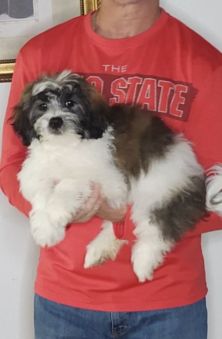 Apollo
