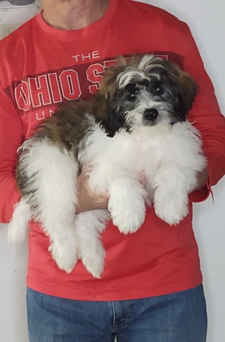 Apollo, a 12-week-old male Teddy Bear (Shih Tzu Bichon)