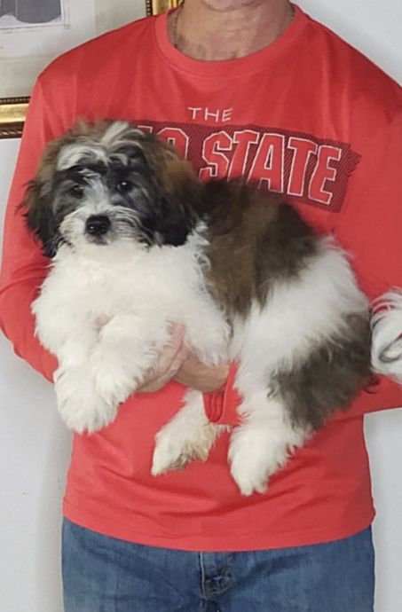 Apollo, a 12-week-old male Teddy Bear (Shih Tzu Bichon)