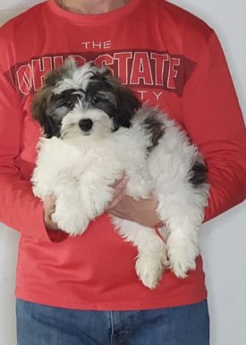 Armani, a 12-week-old male Teddy Bear (Shih Tzu Bichon)