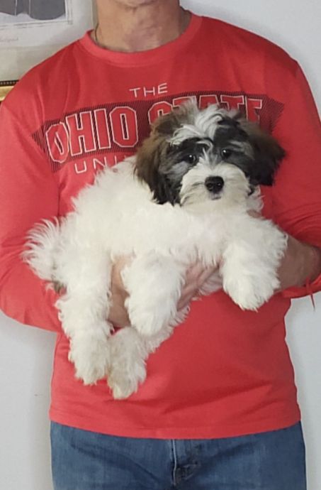 Armani, a 12-week-old male Teddy Bear (Shih Tzu Bichon)
