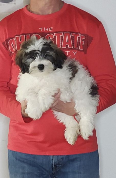 Armani, a 12-week-old male Teddy Bear (Shih Tzu Bichon)