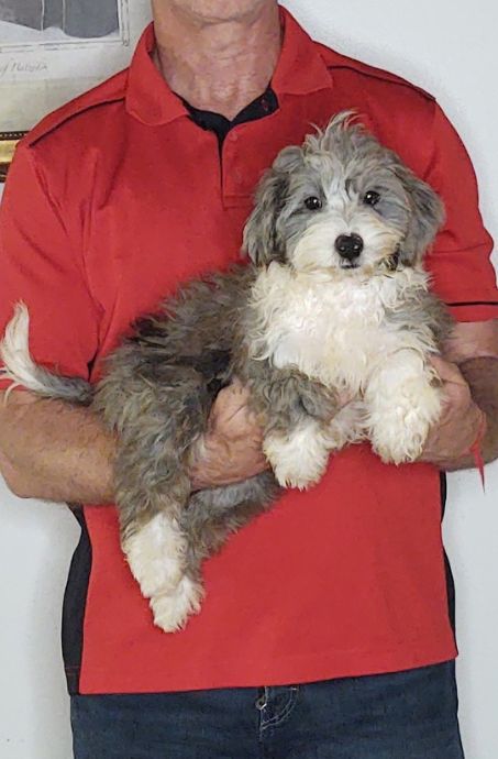 Frankie
