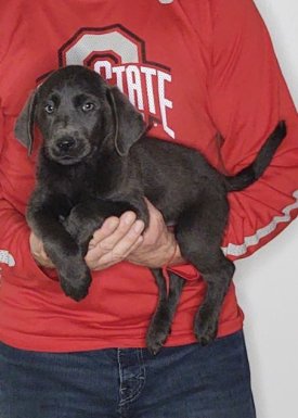 Marley, a 9-week-old male Silver Lab