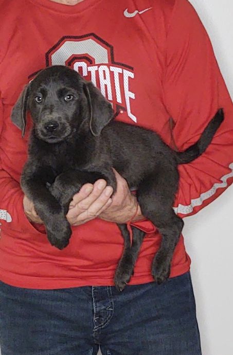 MARLEY 1 Marley, a 9-week-old male Silver Lab