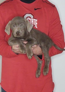 Max, a 9-week-old male Silver Lab