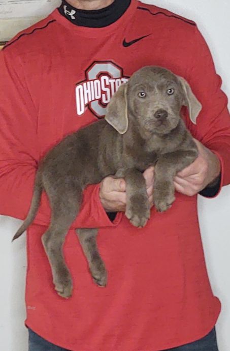 Max, a 9-week-old male Silver Lab