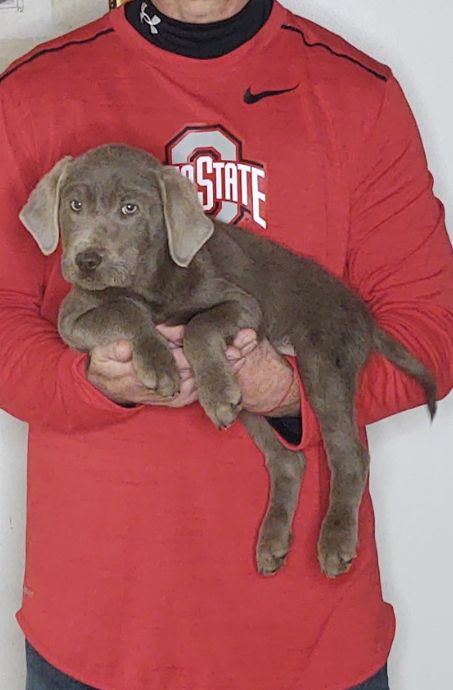 Max, a 9-week-old male Silver Lab