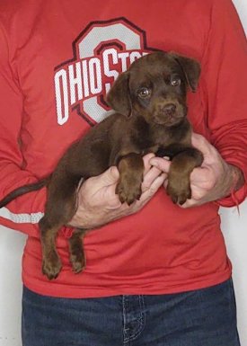 Mylo, a 9-week-old male Chocolate Lab