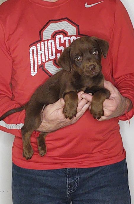 MYLO 1 Mylo, a 9-week-old male Chocolate Lab