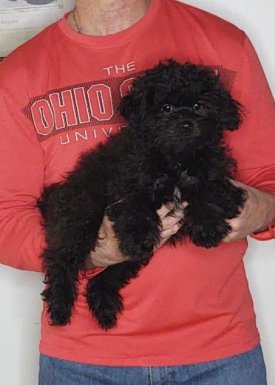 Oreo, a 12-week-old male Shihpoo