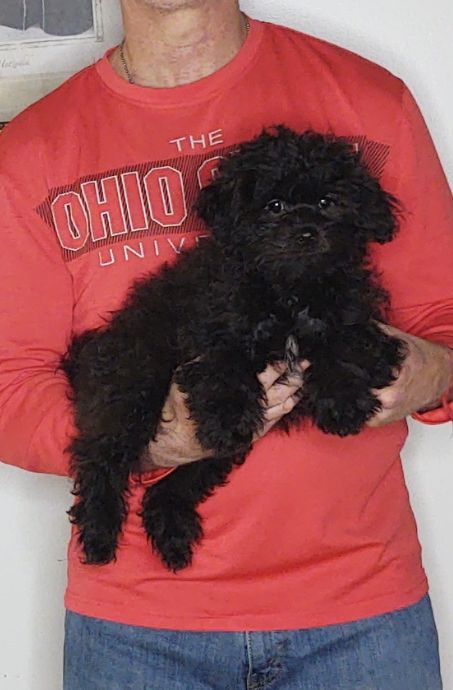 OREO 1 Oreo, a 12-week-old male Shihpoo