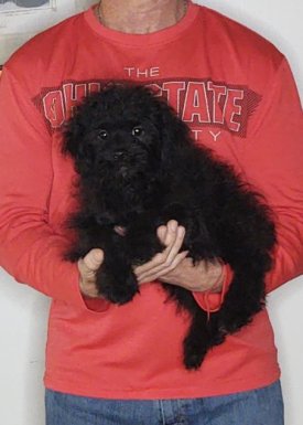 Oscar, a 12-week-old male Shihpoo