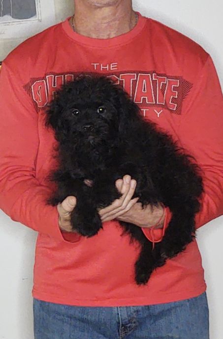 OSCAR 1 Oscar, a 12-week-old male Shihpoo