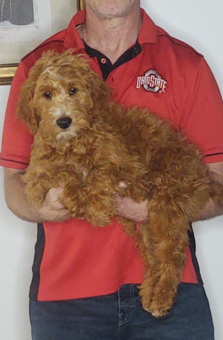 Buddy