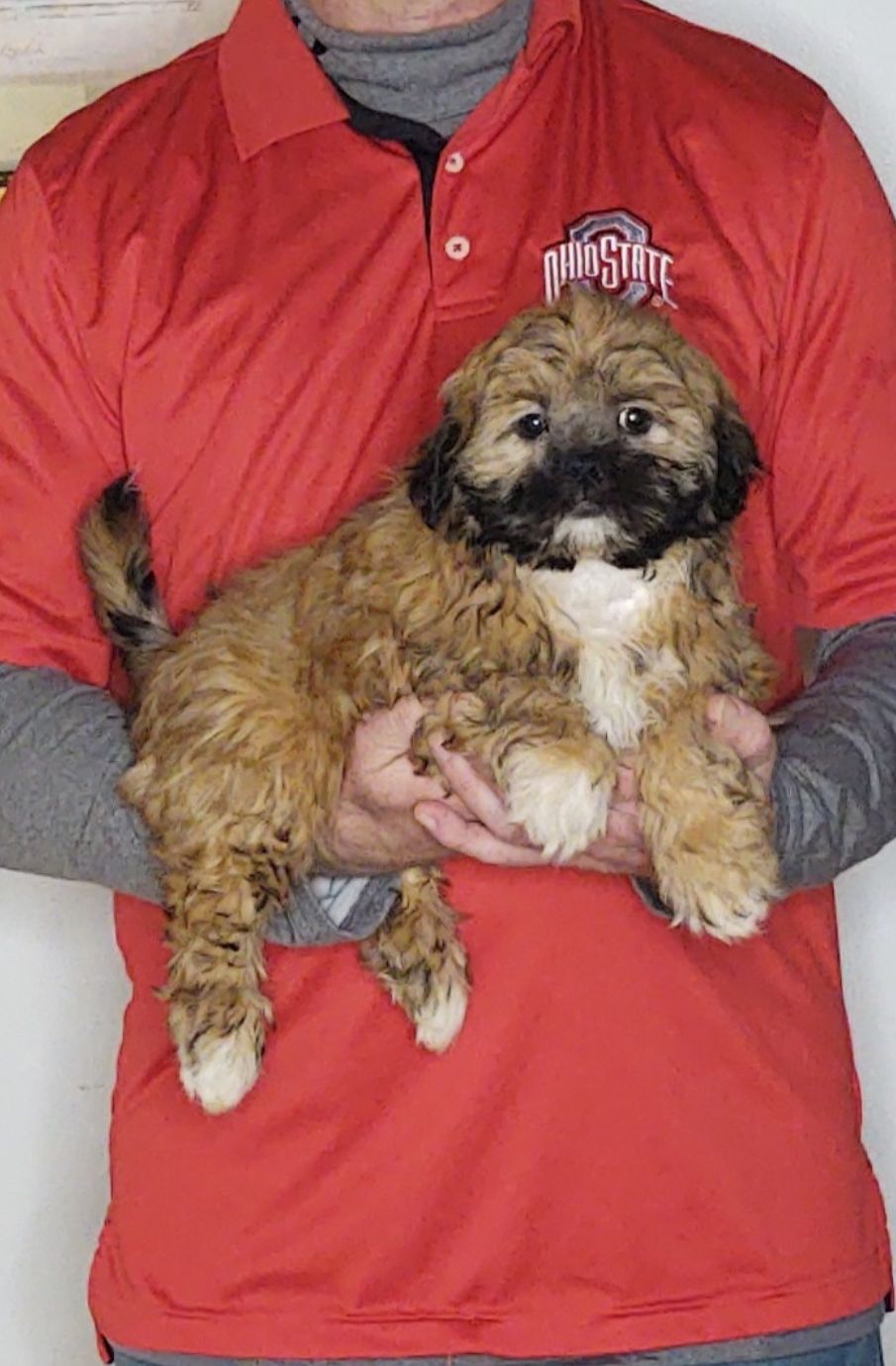 Abby, a 11-week-old female Shih Tzu.