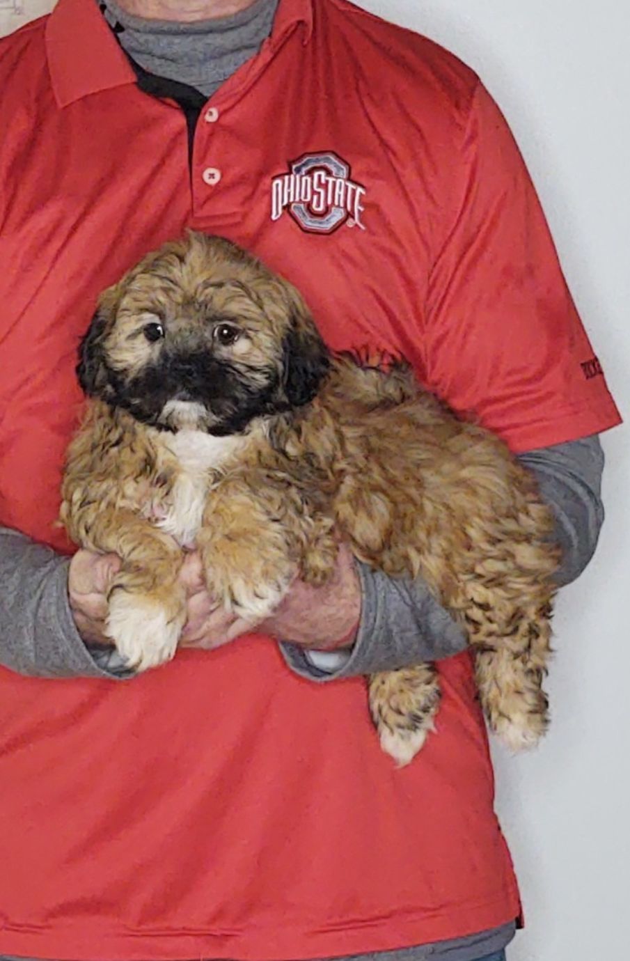 Abby, a 11-week-old female Shih Tzu.