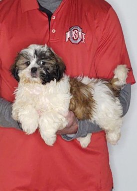 Ace, a 11-week-old male Shih Tzu.