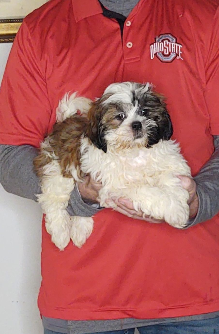 Ace, a 11-week-old male Shih Tzu.