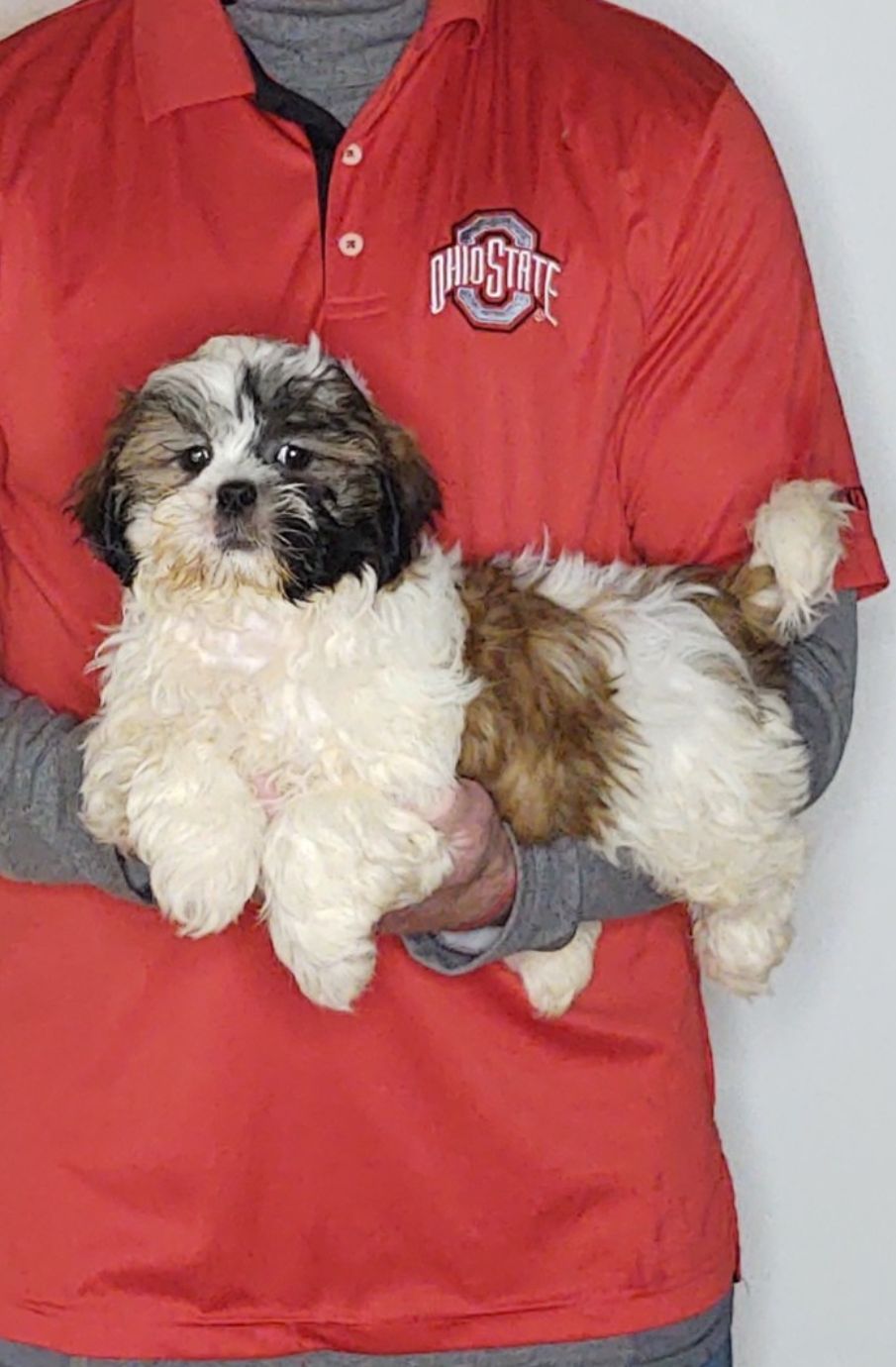 Ace, a 11-week-old male Shih Tzu.