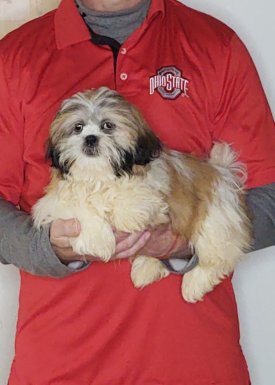 Amber, a 14-week-old female Shih Tzu.