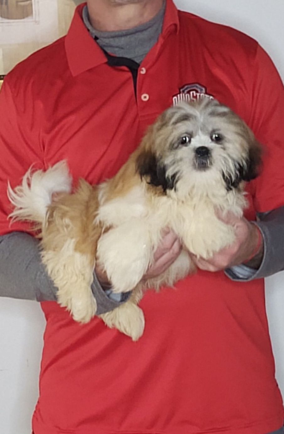 Amber, a 14-week-old female Shih Tzu.