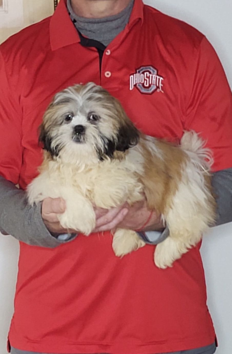 Amber, a 14-week-old female Shih Tzu.