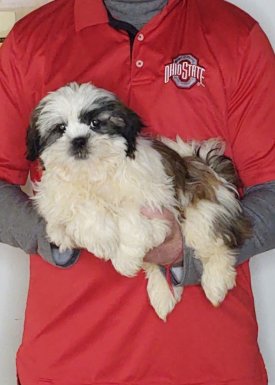 Anna, a 14-week-old female Shih Tzu.