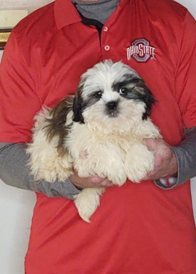 Anna, a 14-week-old female Shih Tzu.