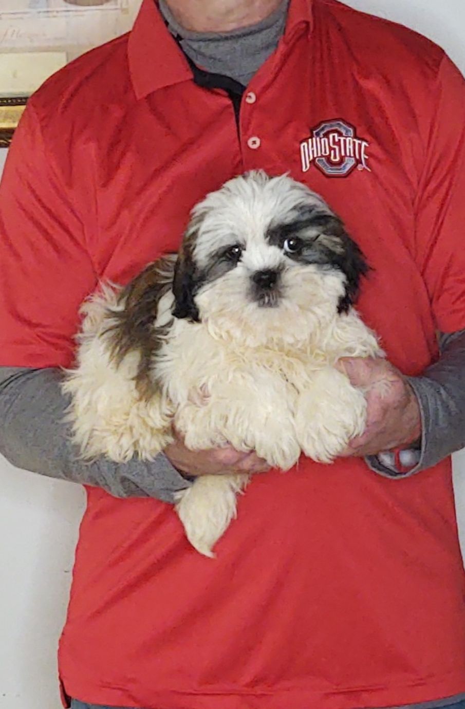 Anna, a 14-week-old female Shih Tzu.