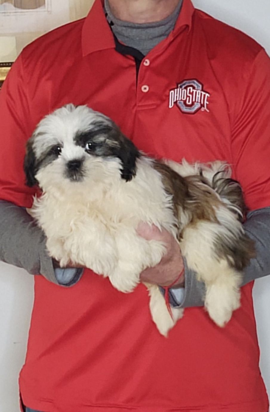 Anna, a 14-week-old female Shih Tzu.