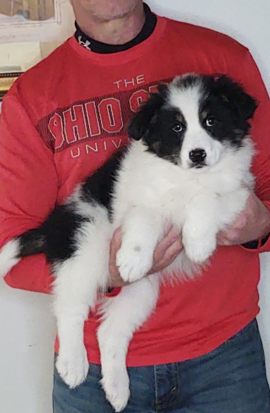 Apollo, A 10-week-old male Border Collie / Australian Shepherd MIX