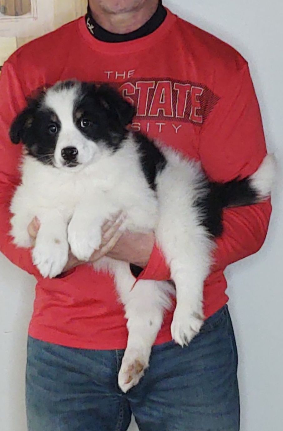 Apollo, A 10-week-old male Border Collie / Australian Shepherd MIX