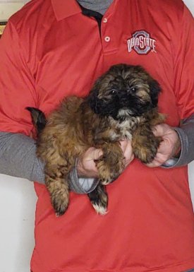 Ava, a 11-week-old female Shih Tzu.