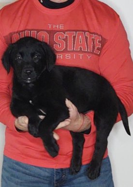 Bailey, a 9-week-old female Bernese Mt Dog / Labrador Retriever