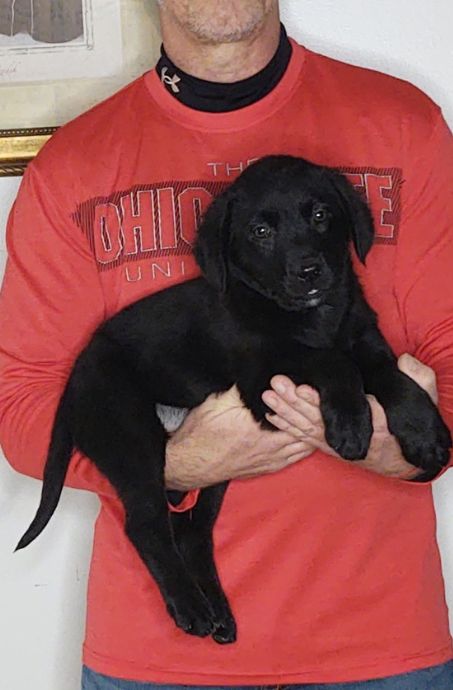 Bailey, a 9-week-old female Bernese Mt Dog / Labrador Retriever