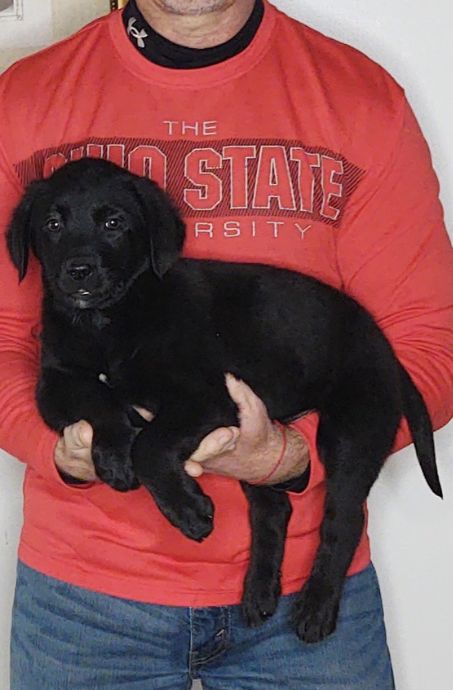 Bailey, a 9-week-old female Bernese Mt Dog / Labrador Retriever