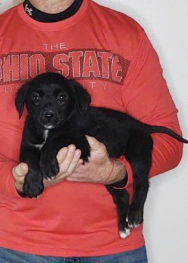 Bella, a 9-week-old female Bernese Mt Dog / Labrador Retriever
